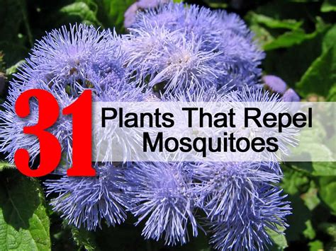 Indoor Plants That Deter Mosquitoes F