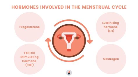 The Menstrual Cycle Phases Hormones And Their Functions Elara Care