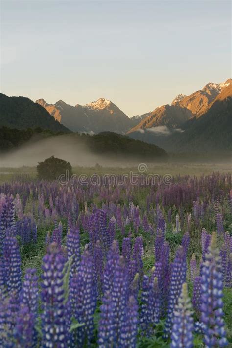 Lupine Full Bloom Flower With Mountain Background Stock Image Image