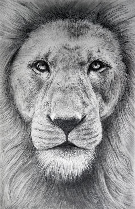 Pencil Lion By Laughing Sky On Deviantart