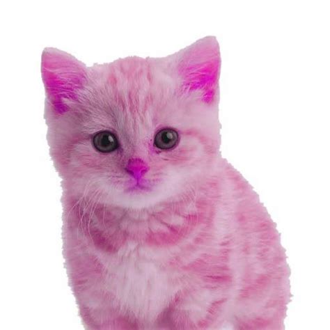 The Little Pink Kitten Youtube