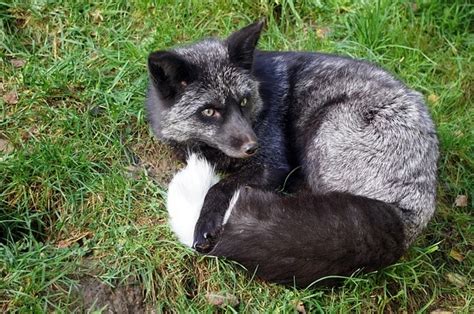 Black Fox Uk Seen In London Garden Diamond Pest Control