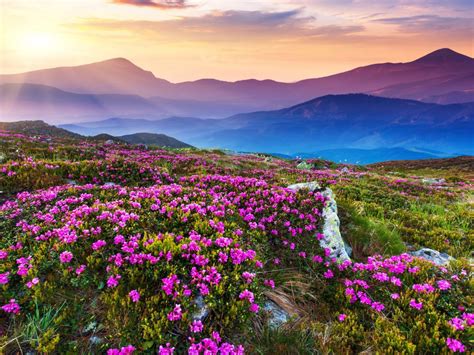All of these flower background images and vectors have high resolution and can be used as banners, posters or wallpapers. Nature Landscape Beautiful Mountain Flowers And Purple ...