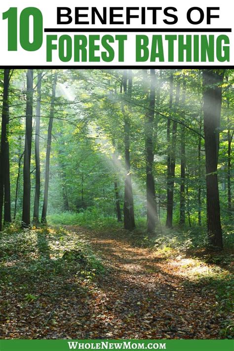 10 Proven Forest Bathing Benefits And How To Do It Whole New Mom