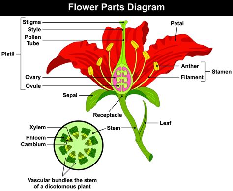 The mnemonic water under the bridge can be used to remember this anatomical relationship, whereby the water flowing. Anatomy of a Flower ⋆ FloraQueen