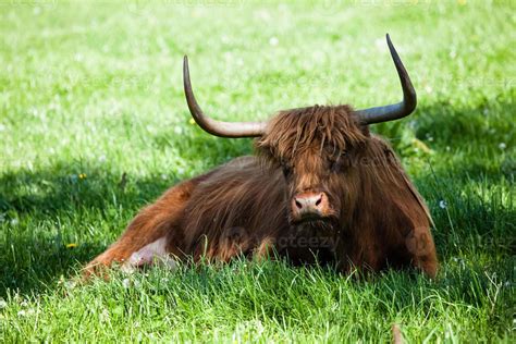 Scottish Highland Cow Over Green Grass 1403113 Stock Photo At Vecteezy