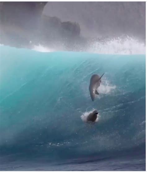 Sea Lions Recorded ‘surfing Huge Waves Off California Coast Oc