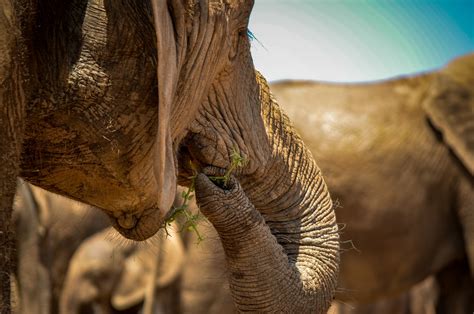 Animal Elefante Mamífero Foto Gratis En Pixabay Pixabay