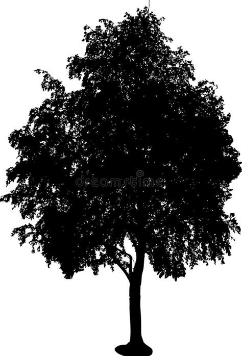 Tree Silhouette 2 Free Stock Photos And Pictures Tree Silhouette 2