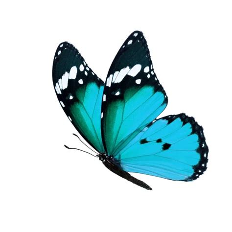Images Blue Monarch Butterfly Blue Monarch Butterfly — Stock Photo