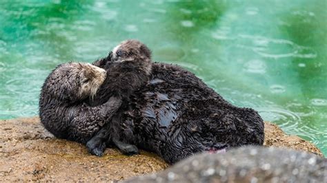 Photos Sea Otter Births Pup Inside Monterey Bay Aquariums Tide Pool