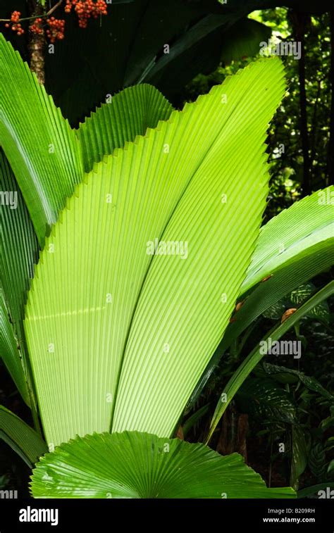 Large Tropical Leaves Stock Photo Alamy