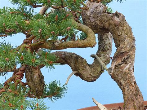 Knotty Pine Revisited Kaizen Bonsai Blog