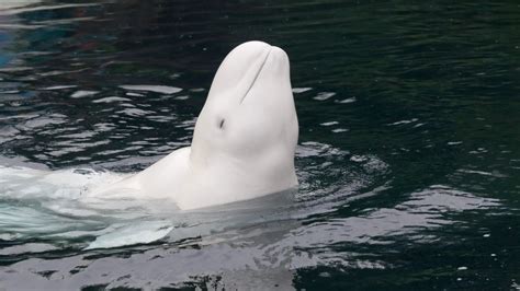 What Do Beluga Whales Eat Beluga Whale Diet Facts Sciquest