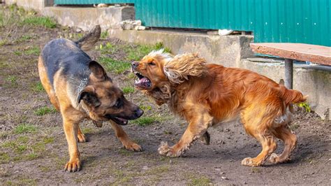 ¿por Qué Se Pelean Los Perros Que Viven Juntos Causas Y QuÉ Hacer