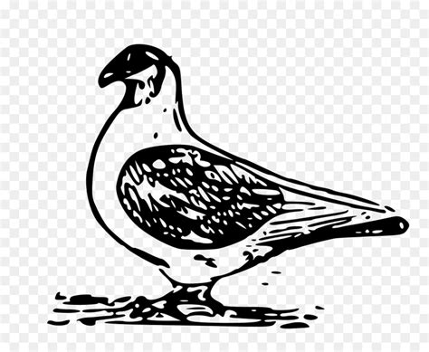 Pigeon Domestique Columbidae Ordinateur Icônes Png Pigeon