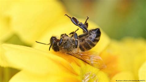 Study Neonicotinoid Pesticides Are Killing Bees Dailynewsegypt