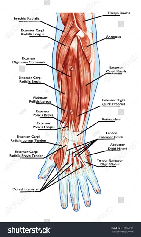Flexor digitorum profundus tendons (long flexor tendons share the same synovial sheath, referred. Anatomy Muscular System Hand Forearm Palm Stock Vector ...