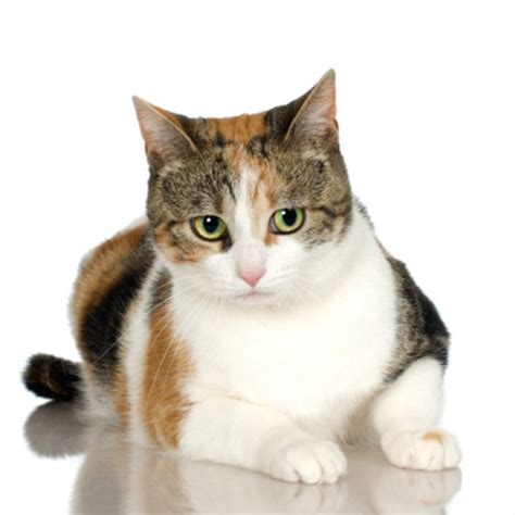 Important average problems with solutions. The Average Weight of Female Calicos Cats | Cuteness