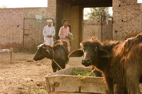 Village Life In Punjab Destination Pakistan