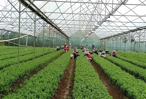 Selamatkan dunia dengan berdayakan tumbuhan hijau. Holtikultura Kaltara - Dinas Pertanian Dan Ketahanan ...