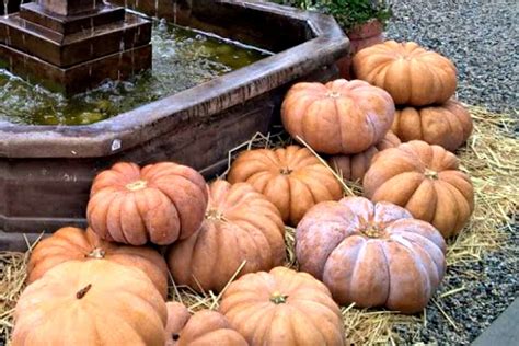 Identifying And Choosing The Best Types Of Pumpkins