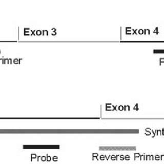 Aso hybridization a procedure for detection of alleles of known composition, by measuring hybridization of a labeled dna sample with oligonucleotide probes of known sequence, differing from each allele specific oligonucleotide — an allele specific oligonucleotide (or aso) is a short. Example of allele-specific oligonucleotide dot blot ...