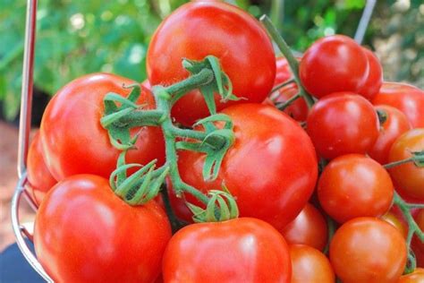 I know what u mean about being frustrating, especially cause we've had such hot weather and some of the tomatoes took off. How Long Does It Take To Grow Cherry Tomatoes From Seeds ...