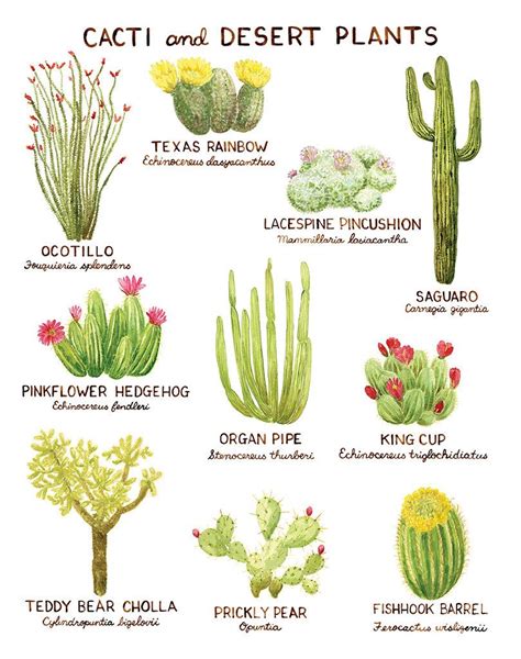 Types Of Cacti Chart