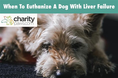When To Euthanize A Dog With Liver Failure Vet Opinion