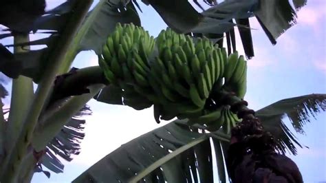 Huge Bushel Of Bananas Youtube