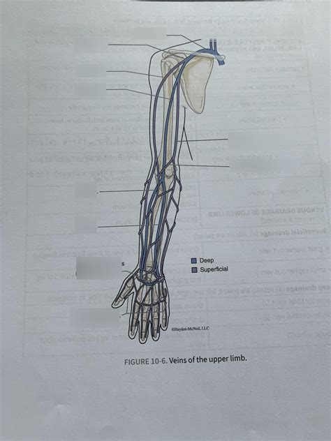 Veins Of The Upper Limb Diagram Quizlet