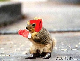 Image result for squirrel boxer