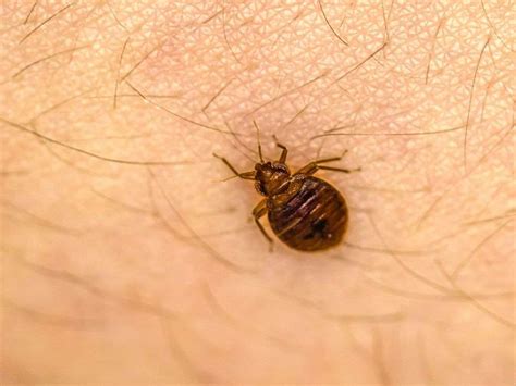 7 Facts About Bed Bugs Biotech Termite And Pest Control