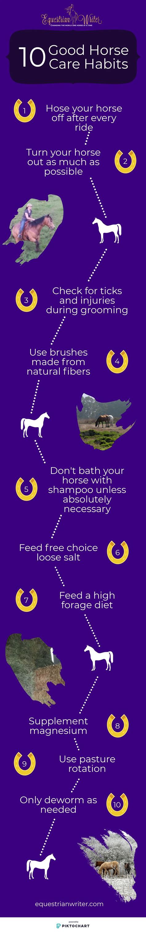 Top 10 Good Horse Care Habits | Horse care, Horse care tips, Horses