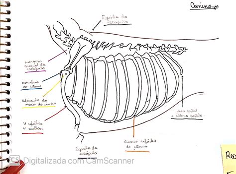 região do tórax canino Anatomia Topografica Veterinária