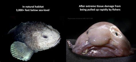 Blobfish Are Blob Fish Real What Is The Ugliest Animal Seafish