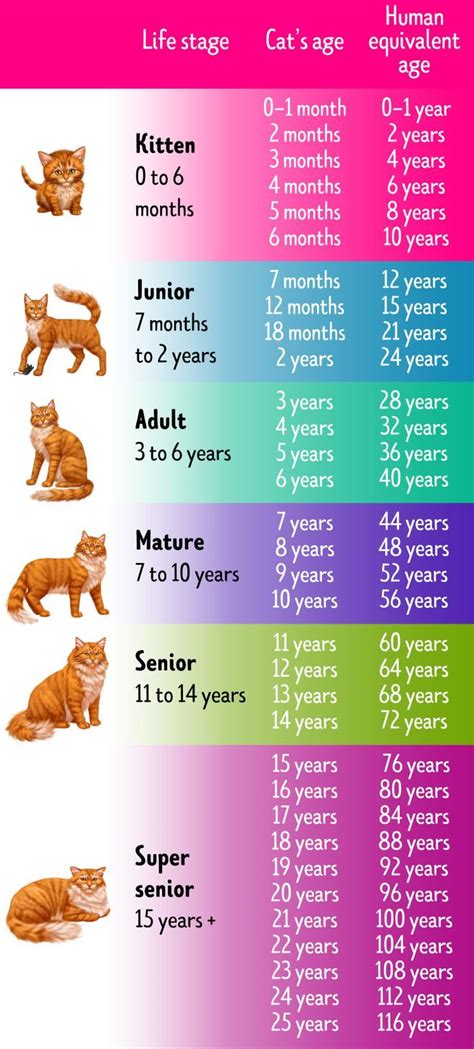 How To Tell A Cats Age In Human Years Años Gato Gatos Feliz De La Vida