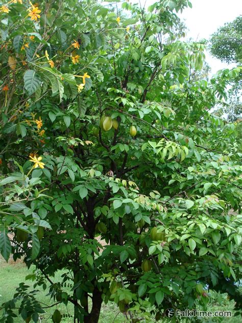 The star fruit tree is a small bushy tree. carambola-star-fruit-tree-in-thailand-koh-chang-260a ...
