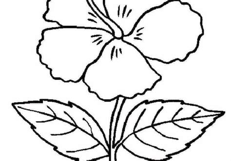 Contoh Gambar Bunga Untuk Diwarnai Tanaman Bunga Merupakan Salah Satu