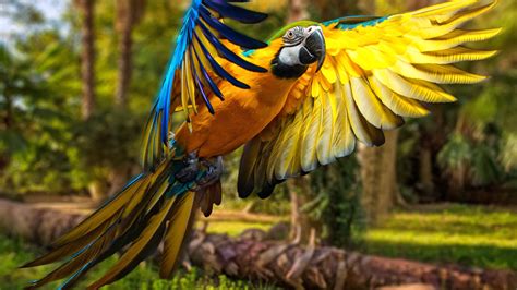 Yellow Macaw Birds Tropical Desktop