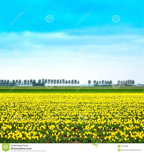 Existe a holanda do norte e a holanda do sul, estas são duas províncias que somadas a mais dez territórios compõem o chamado países baixos. Campo De Flores Amarelo Do Blosssom Da Tulipa Na Mola ...