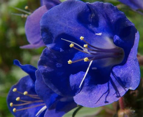 How to care for a christmas cactus. Flower Homes: Desert Flowers