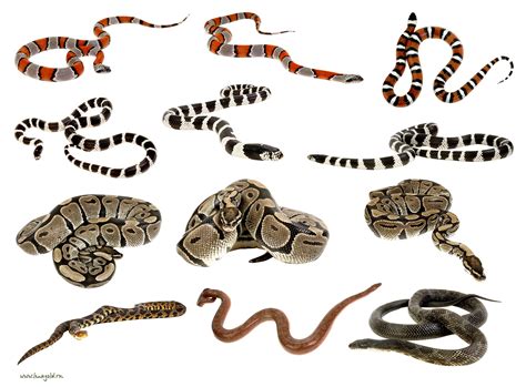 Snakes clipart PNG images