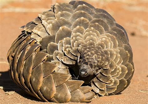 Pangolins are the cutest animals compilation! Pangolin | cute animals | Pinterest