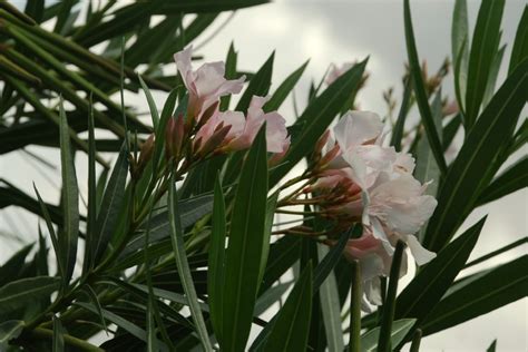 Nerium Oleander Pallano