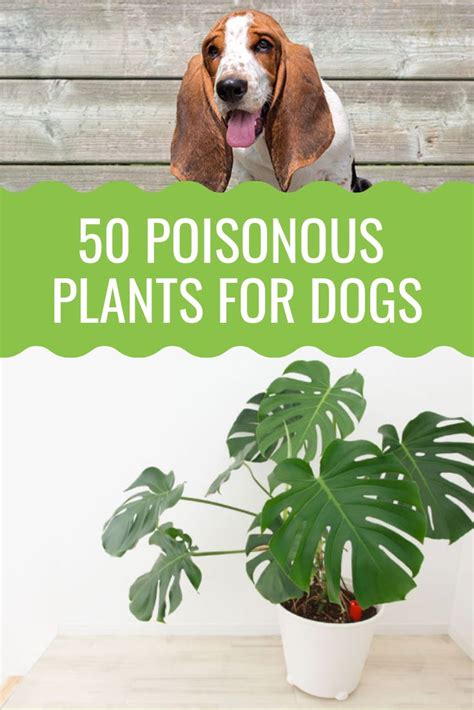 50 Poisonous Plants For Dogs Barking Royalty Poisonous Plants