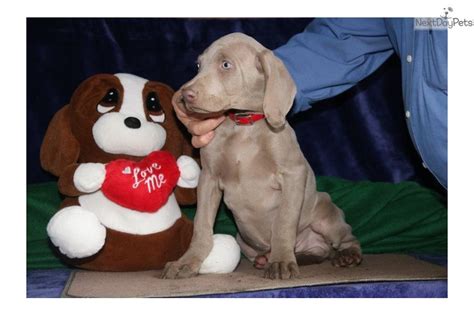 Weimaraner Puppy For Sale Near Lancaster Pennsylvania 1c91a975 3bc1