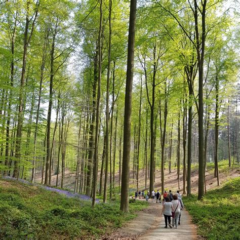 Shot from the beautiful hallerbos in belgium. Hallerbos, Belgium - tiazzi - Dayre