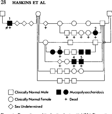 figure 1 from the pathology of the feline model of mucopolysaccharidosis i semantic scholar